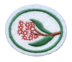 Eucalypts