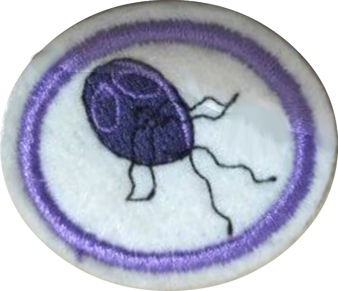 Protozoa